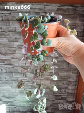 Вариегатна церопегия., снимка 4 - Стайни растения - 50092429