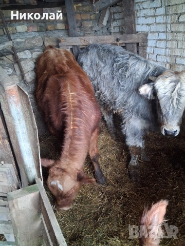 Две мъжки и едно женско , снимка 2 - Крави - 53197773