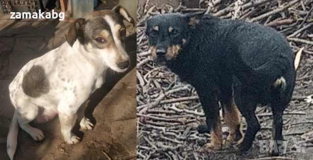 Подаряваме 6 малки кученца бели светли душички в черни кожухчета, снимка 2 - Други - 53339034