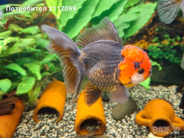 Оранди 10-12см