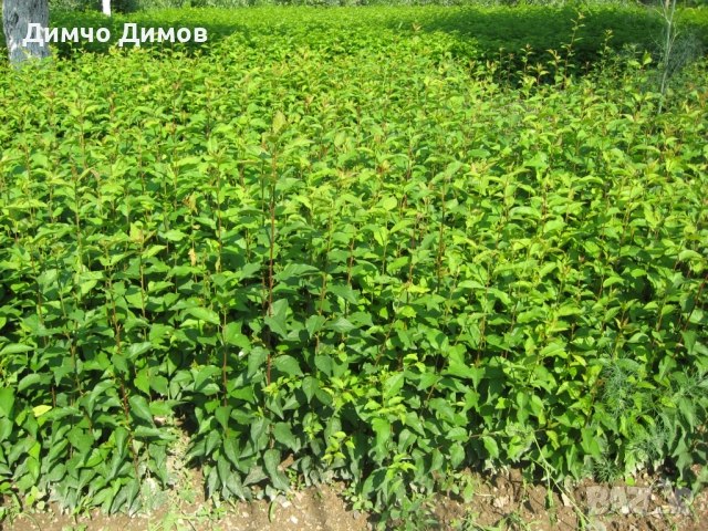 Продавам подложки махалебка и джанка, снимка 7 - Сортови семена и луковици - 52732245