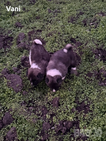 Америкаска акита мъжки и женски, снимка 8 - Акита - 52944490