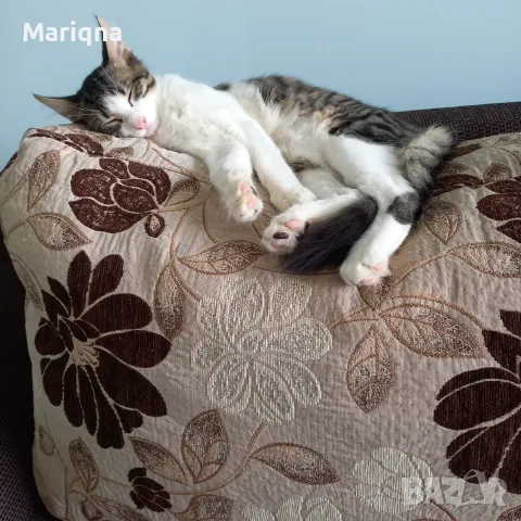 Подарявам мъжко котенце, снимка 7 - Други - 55825234