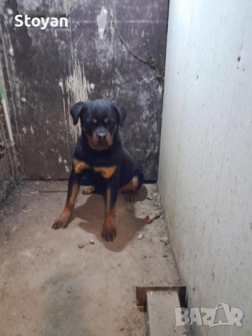 Продавам женски ротвайлер , снимка 5 - Ротвайлер - 52539395