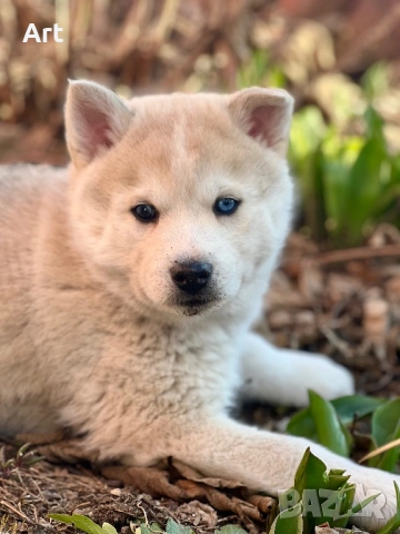 Сибирски хъскита, снимка 3 - Други животни - 53399220