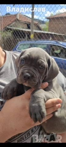 Кане Корсо бебета , снимка 3 - Кане корсо - 52096513