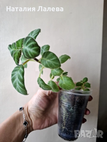 Глоксиния, gloxinia Lindeniana, снимка 2 - Стайни растения - 53591483