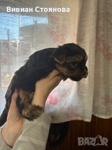 Мъжко йорки, снимка 3 - Йоркширски териер - 53797957