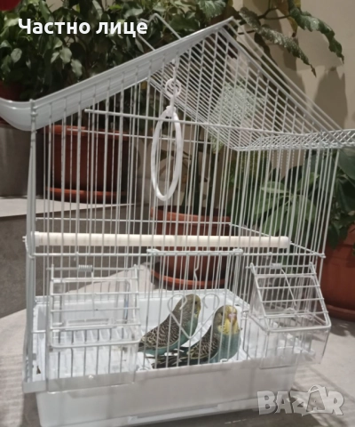 Вълнисти папагали , снимка 5 - Папагали - 52682699