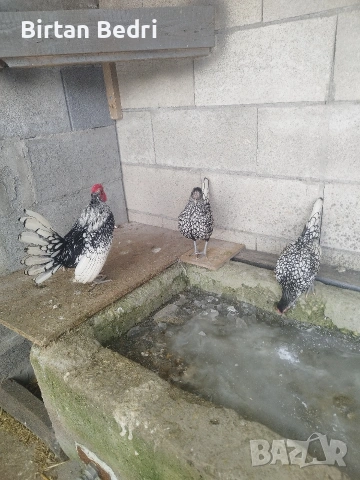 продавам яйца от зибрайт, снимка 3 - Кокошки и пуйки - 53128824