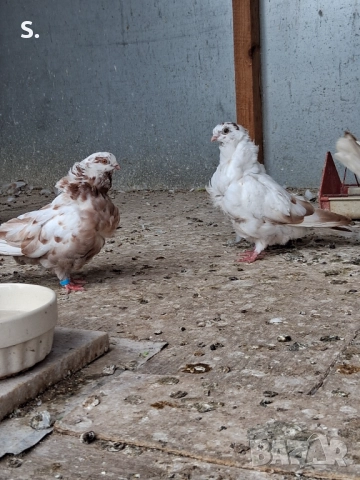 Чайки , снимка 3 - Гълъби - 50774390