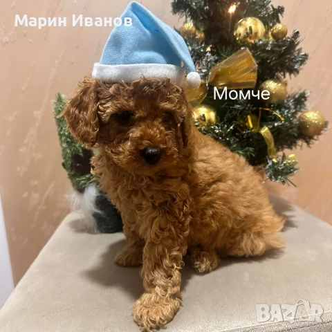 Мини пуделчета с две ваксини!, снимка 7 - Пудели - 52806037