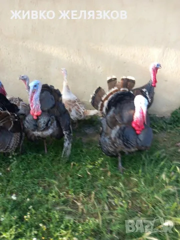 Продавам домашно гледани пуйки, снимка 8 - Кокошки и пуйки - 49611876