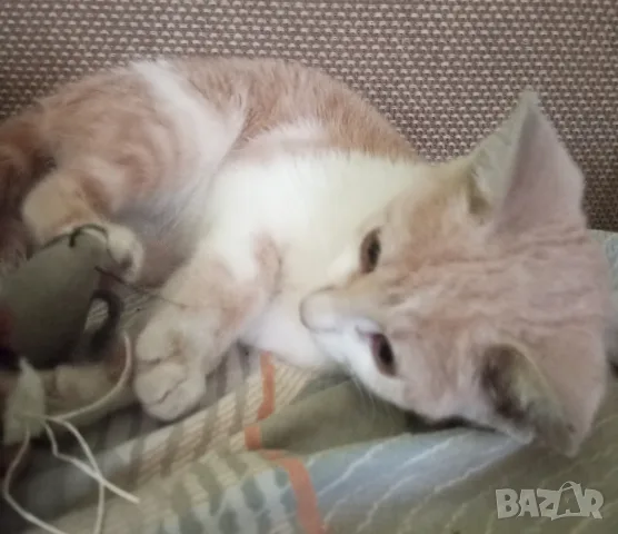 Подарява се котенце за град Добрич , снимка 2 - Други - 55786207