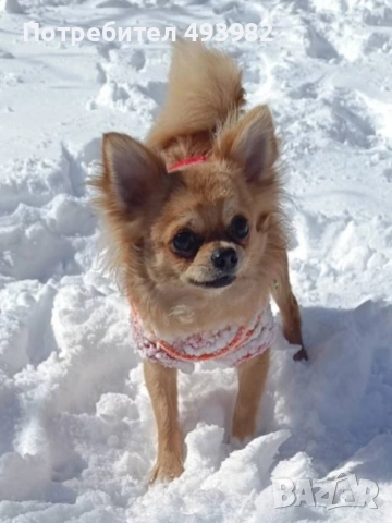 Чихуахуа на две години, търси своята дама.