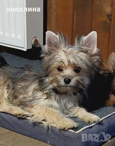 продавам йоркширски териер , снимка 6 - Йоркширски териер - 53604601