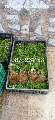 Разсад ягоди целогодишни , снимка 12 - Разсади - 49884414