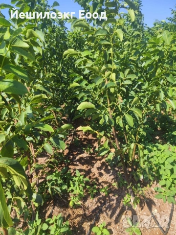 Орехови фиданки. Orehovi fidanki, снимка 10 - Разсади - 51818767