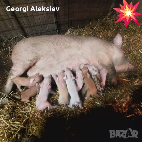 3 свине майки на първо прасило. , снимка 10 - Прасета - 53753100