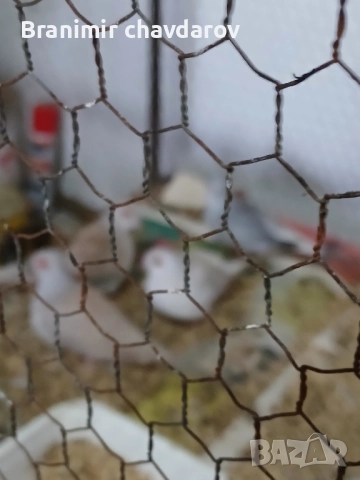 продавам амадини и диамантени гогутки, снимка 11 - Амадини - 52243041