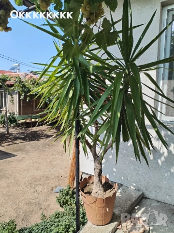 Палма, цвете, Юка, снимка 5 - Градински цветя и растения - 51702487