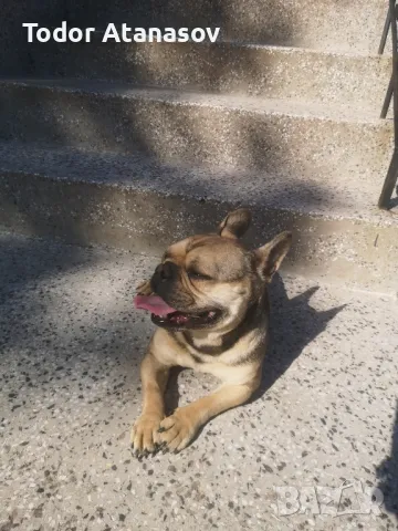 френски булдог женска. , снимка 8 - Френски булдог - 50194174