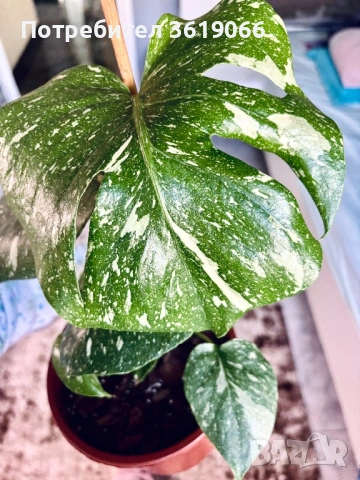 Monstera Thai constellation 