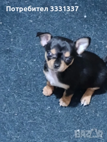 мини чихуахуа пинчер момиче , снимка 6 - Чихуахуа - 53187694