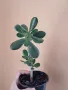 Красула (дървото на живота) – Crassula ovata- 5,99лв., снимка 2