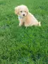 Малтипу/Maltipoo , снимка 7