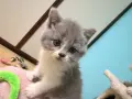 Британски късокосмести смесени , снимка 4