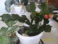 Продавам цвете "ЕПИСЦИЯ" и "КОЛЕДЕН КАКТУС", снимка 3
