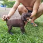 Курцхарчетаостанаха две женски, снимка 2