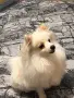При интерес и за повече снимки/клипове, моля пишете ми на лично съобщение или се обадете на телефо, снимка 1