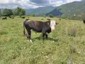 Био Месо 100% , Пасищно отглеждани Телета !, снимка 2