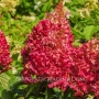 Хортензия Paniculata red, снимка 3