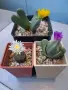 Живи камъчета - Lithops, снимка 1