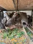 Тракийски кеклик, снимка 3