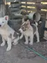 Западно сибирска Лайка, снимка 1