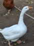Продавам гъски и петли, снимка 1