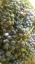 🍇 ПРОДАВАМЕ ГРОЗДЕ – ОТЕЛ, БОИЛИЯ, КАРДИНАЛ 🍇 гр. СОФИЯ, снимка 3