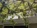 Продавам тъмно грозде,подходящо само за червено вино,обирате го цялото по асмите за 30  всичкото., снимка 8