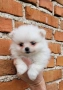 Померан-мини шпиц!!!, снимка 6