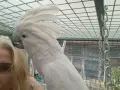какаду алба мъжки, снимка 4