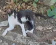 Подарявам котенца!, снимка 2
