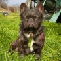 Fluffy french bulldog за разплод , снимка 1