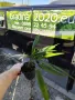 Палма Трахикарпус Студоустойчивост до -18, снимка 3
