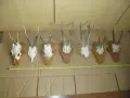 Рога - ловни трофеи 7 броя, снимка 8
