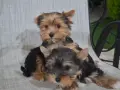 Мини пухкави съкровища!🍀🍀🍀, снимка 5