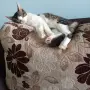 Подарявам мъжко котенце, снимка 7
